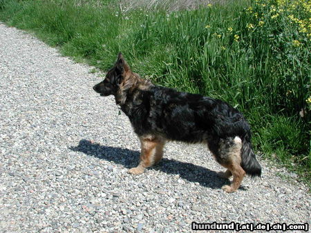 Deutscher Schäferhund Brauner langhaariger Schlag Hunde Foto 26490 in höherer Auflösung ansehen Deutscher Schäferhund Brauner langhaariger Schlag Kandy