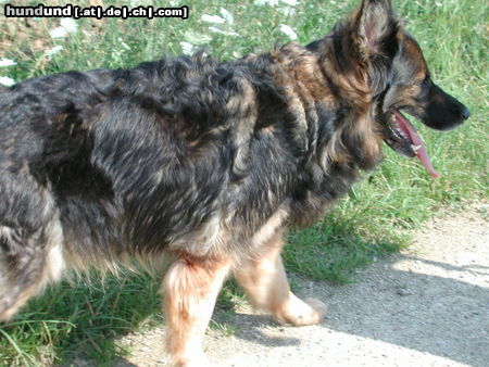 Deutscher Schäferhund Brauner langhaariger Schlag Kandy