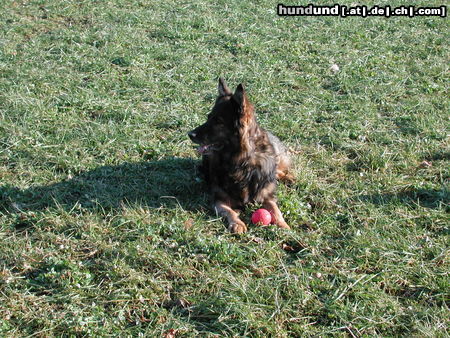 Deutscher Schäferhund Brauner langhaariger Schlag Hunde Foto 25716 in höherer Auflösung ansehen Deutscher Schäferhund Brauner langhaariger Schlag Welpe von Kandy