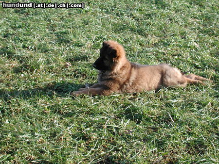 Deutscher Schäferhund Brauner langhaariger Schlag Hunde Foto 25717 in höherer Auflösung ansehen Deutscher Schäferhund Brauner langhaariger Schlag Welpe von Kandy