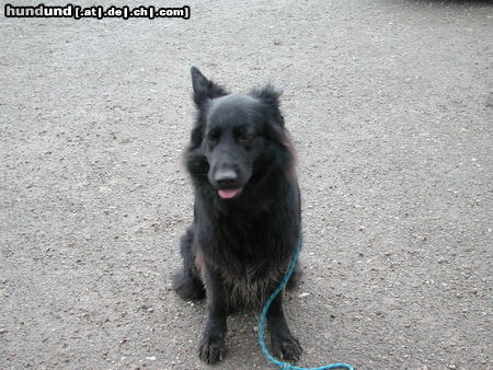 Deutscher Schäferhund Brauner langhaariger Schlag Hunde Foto 26500 in höherer Auflösung ansehen Deutscher Schäferhund Brauner langhaariger Schlag Kimberly