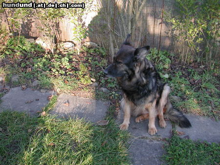 Deutscher Schäferhund Brauner langhaariger Schlag Hunde Foto 26501 in höherer Auflösung ansehen Deutscher Schäferhund Brauner langhaariger Schlag Kandy