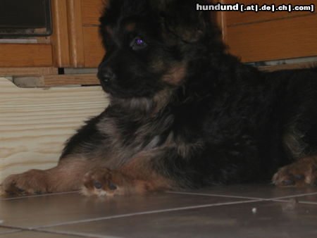 Deutscher Schäferhund Brauner langhaariger Schlag Hunde Foto 25718 in höherer Auflösung ansehen Deutscher Schäferhund Brauner langhaariger Schlag Welpe von Kandy
