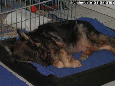 Deutscher Schäferhund Brauner langhaariger Schlag Hunde Foto 26503 in höherer Auflösung ansehen Deutscher Schäferhund Brauner langhaariger Schlag Kandy