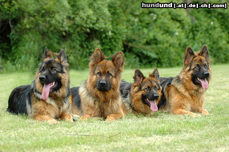 Deutscher Schäferhund Brauner langhaariger Schlag Hunde Foto 24883 in höherer Auflösung ansehen Deutscher Schäferhund Brauner langhaariger Schlag Torro mit seinem Nachwuchs