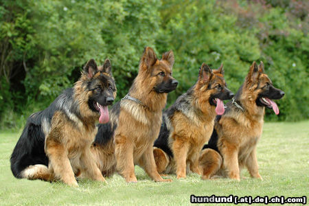 Deutscher Schäferhund Brauner langhaariger Schlag Hunde Foto 24882 in höherer Auflösung ansehen Deutscher Schäferhund Brauner langhaariger Schlag Torro mit seinem Nachwuchs