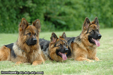 Deutscher Schäferhund Brauner langhaariger Schlag Torro mit seinem Nachwuchs