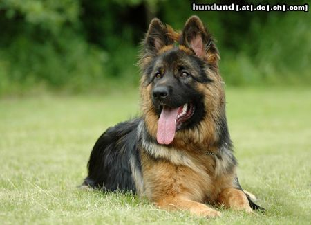 Deutscher Schäferhund Brauner langhaariger Schlag Hunde Foto 23623 in höherer Auflösung ansehen Deutscher Schäferhund Brauner langhaariger Schlag Aiko