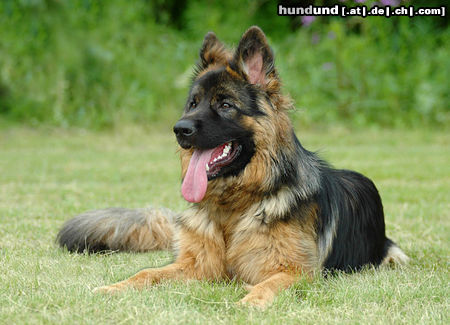 Deutscher Schäferhund Brauner langhaariger Schlag Hunde Foto 24885 in höherer Auflösung ansehen Deutscher Schäferhund Brauner langhaariger Schlag Aiko