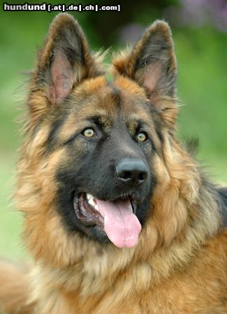 Deutscher Schäferhund Brauner langhaariger Schlag Hunde Foto 23627 in höherer Auflösung ansehen Deutscher Schäferhund Brauner langhaariger Schlag Asco