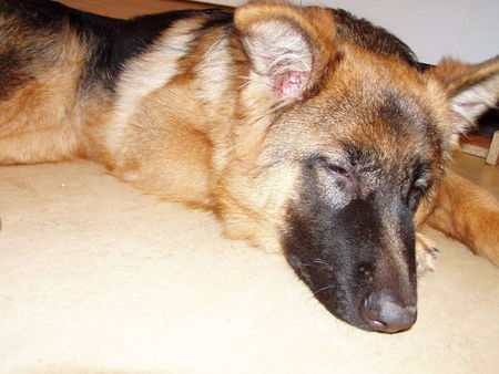 Deutscher Schäferhund Brauner langhaariger Schlag Hunde Foto 29181 Deutscher Schäferhund Brauner langhaariger Schlag