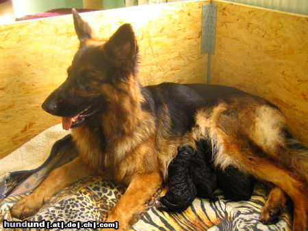 Deutscher Schäferhund Brauner langhaariger Schlag Hunde Foto 26428 Deutscher Schäferhund Brauner langhaariger Schlag Face die stolze Mutter geb. 6.11.05