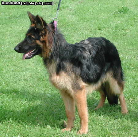 Deutscher Schäferhund Brauner langhaariger Schlag Hunde Foto 25710 in höherer Auflösung ansehen Deutscher Schäferhund Brauner langhaariger Schlag Face an der Ausstellung