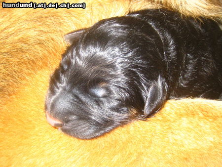 Deutscher Schäferhund Brauner langhaariger Schlag Face's Welpe, gerade geboren 6.11.05