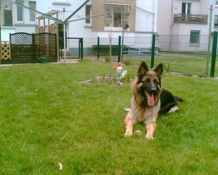 Deutscher Schäferhund Brauner langhaariger Schlag