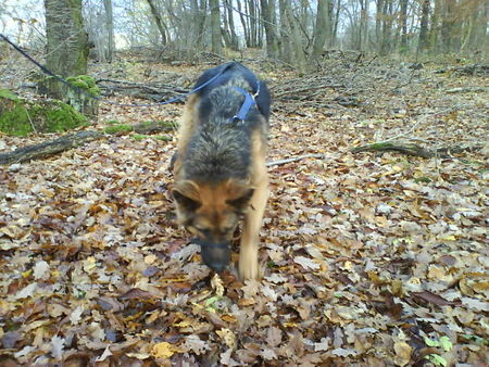 Deutscher Schäferhund Brauner langhaariger Schlag Sando, 2 1/2 Jahre alt, sitzt im Mainzer Tierheim.