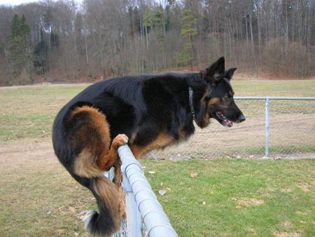 Deutscher Schäferhund Brauner langhaariger Schlag Hunde Foto 29216 Deutscher Schäferhund Brauner langhaariger Schlag Chicca! Schäfer mix 7 jahre ZH