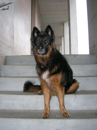 Deutscher Schäferhund Brauner langhaariger Schlag Hunde Foto 29217 Deutscher Schäferhund Brauner langhaariger Schlag Chicca! Schäfer mix 7 jahre ZH