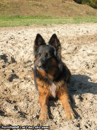 Deutscher Schäferhund Brauner langhaariger Schlag Hunde Foto 26627 Deutscher Schäferhund Brauner langhaariger Schlag Chicca! Schäfer- Apenzeller mix