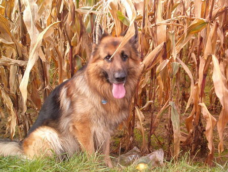 Deutscher Schäferhund Brauner langhaariger Schlag Es wird Herbst