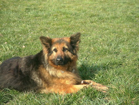 Deutscher Schäferhund Brauner langhaariger Schlag Kleine Pause beim Wandern!