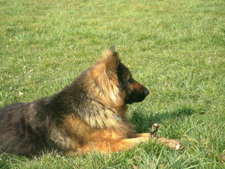 Deutscher Schäferhund Brauner langhaariger Schlag Hunde Foto 37569 in höherer Auflösung ansehen Deutscher Schäferhund Brauner langhaariger Schlag Kleine Pause beim Wandern!