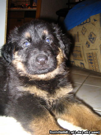 Deutscher Schäferhund Brauner langhaariger Schlag Hunde Foto 26504 in höherer Auflösung ansehen Deutscher Schäferhund Brauner langhaariger Schlag Kandy's Baby