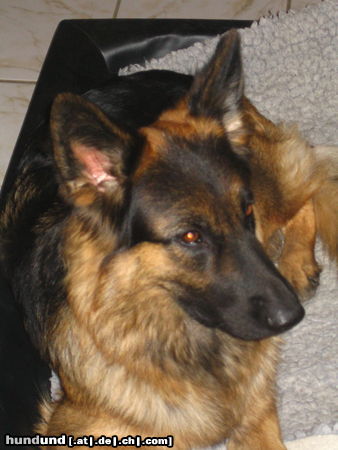 Deutscher Schäferhund Brauner langhaariger Schlag Hunde Foto 26506 in höherer Auflösung ansehen Deutscher Schäferhund Brauner langhaariger Schlag Face