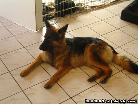 Deutscher Schäferhund Brauner langhaariger Schlag Hunde Foto 26040 in höherer Auflösung ansehen Deutscher Schäferhund Brauner langhaariger Schlag Face Trächtig