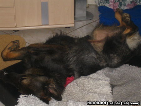 Deutscher Schäferhund Brauner langhaariger Schlag Hunde Foto 26436 in höherer Auflösung ansehen Deutscher Schäferhund Brauner langhaariger Schlag Burberry beim Dösen, ich fühle mich herrlich entspannt