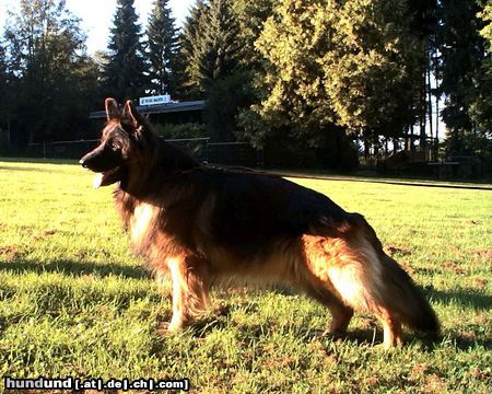 Deutscher Schäferhund Brauner langhaariger Schlag Hunde Foto 7539 Deutscher Schäferhund Brauner langhaariger Schlag Iven vom Frigatal
