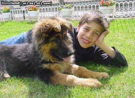 Deutscher Schäferhund Brauner langhaariger Schlag Hunde Foto 7354 Deutscher Schäferhund Brauner langhaariger Schlag Ruhepause für Jason und Anja