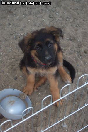 Deutscher Schäferhund Brauner langhaariger Schlag Hunde Foto 4877 Deutscher Schäferhund Brauner langhaariger Schlag Bin ich nicht ´ne ganz Süße???