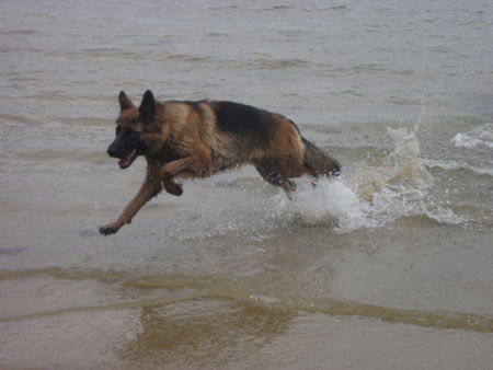 Deutscher Schäferhund Brauner langhaariger Schlag Kira an der Ostsee