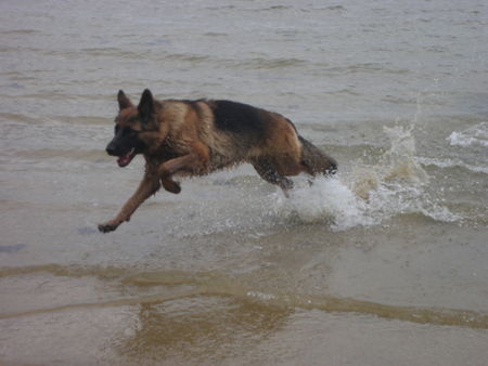 Deutscher Schäferhund Brauner langhaariger Schlag Hunde Foto 33085 in höherer Auflösung ansehen Deutscher Schäferhund Brauner langhaariger Schlag Kira an der Ostsee