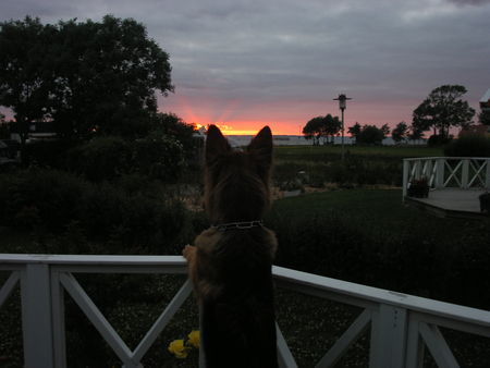 Deutscher Schäferhund Brauner langhaariger Schlag Hunde Foto 33083 in höherer Auflösung ansehen Deutscher Schäferhund Brauner langhaariger Schlag Kira an der Ostsee