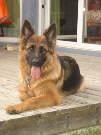 Deutscher Schäferhund Brauner langhaariger Schlag Kira an der Ostsee