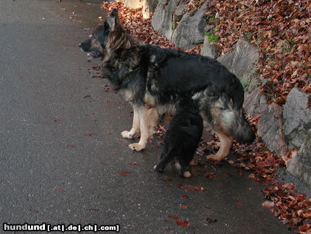 Deutscher Schäferhund Brauner langhaariger Schlag Kandy mit Ihrem letzten Wurf 