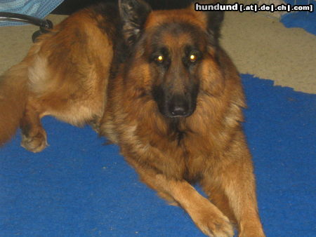Deutscher Schäferhund Brauner langhaariger Schlag Hunde Foto 26433 Deutscher Schäferhund Brauner langhaariger Schlag Mac der stolze Vater der Jungen vom 6.11.05