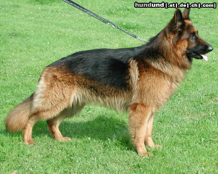 Deutscher Schäferhund Brauner langhaariger Schlag Hunde Foto 25706 in höherer Auflösung ansehen Deutscher Schäferhund Brauner langhaariger Schlag Mac unser Zuchtrüde steht auch anderen Hündinnen zum Decken bereit