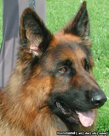 Deutscher Schäferhund Brauner langhaariger Schlag Hunde Foto 25708 in höherer Auflösung ansehen Deutscher Schäferhund Brauner langhaariger Schlag Mac an der Ausstellung