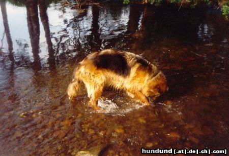 Deutscher Schäferhund Brauner langhaariger Schlag Hunde Foto 9280 Deutscher Schäferhund Brauner langhaariger Schlag Wasserratte Nana vom Haus Marterstock beim Steine suchen