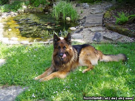Deutscher Schäferhund Brauner langhaariger Schlag Hunde Foto 21895 in höherer Auflösung ansehen Deutscher Schäferhund Brauner langhaariger Schlag Unser kiro