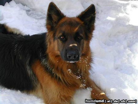 Deutscher Schäferhund Brauner langhaariger Schlag Hunde Foto 9159 Deutscher Schäferhund Brauner langhaariger Schlag Mein **PASCHA**