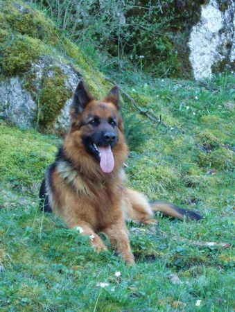 Deutscher Schäferhund Brauner langhaariger Schlag Pascha macht Pause.