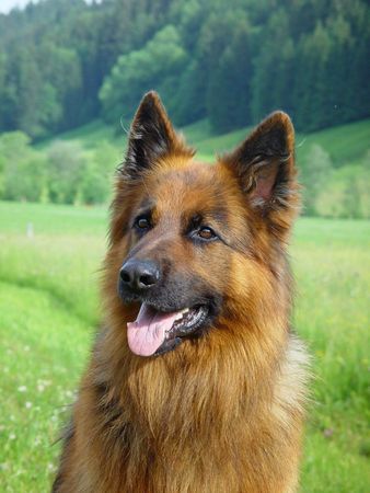 Deutscher Schäferhund Brauner langhaariger Schlag Frauchens Pascha