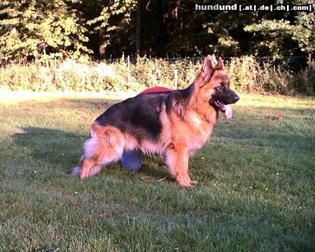 Deutscher Schäferhund Brauner langhaariger Schlag Hunde Foto 7541 Deutscher Schäferhund Brauner langhaariger Schlag Ringe von der Grafschaft Mark