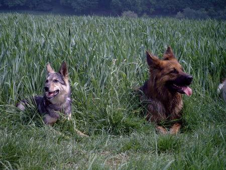 Deutscher Schäferhund Brauner langhaariger Schlag Schäferhündin Gina mit Tscheschischer Wolfmix Hündin Jackie