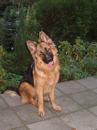 Deutscher Schäferhund Brauner langhaariger Schlag Sandro 81/2 Monate alt