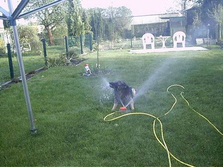 Deutscher Schäferhund Brauner langhaariger Schlag Sommerzeit-Badezeit